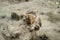 BUDAPEST, HUNGARY - JULY 26, 2016: Prairie dogs at Budapest Zoo and Botanical Garden