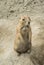 BUDAPEST, HUNGARY - JULY 26, 2016: Standing prairie dog at Budapest Zoo and Botanical Garden