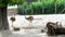 BUDAPEST, HUNGARY - JULY 5, 2018: in the zoo, animals walk together, such as ostriches, large sea swine Capibara