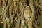 Buddah head statue in the tree root