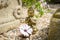 Buddha with altar and flower