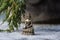Buddha and branch of fir-tree in the snow
