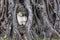 Buddha Head Embedded in a Banyan Tree