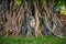 Buddha head in fig tree at Wat Mahathat, Ayutthaya historical park, Thailand.