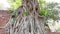 Buddha head in green tree roots