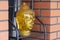 Buddha head made from transparent yellow glass on the shelf, decoration element in oriental style. Exterior, outdoor garden decor