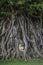 Buddha head surronded by Giant Ficus Benjamin Tree