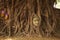 Buddha Head In Tree