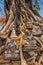 Buddha idols in large tree