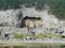 Buddha in longmen Grottoes