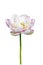 Buddha lotus flower isolated