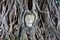 Buddha\'s head in banyan tree roots, ayuthaya