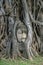 Buddha`s head in Bodhi tree roots at Wat Mahathat,Phra Nakorn Sri Ayutthaya,Thailand.A UNESCO World Heritage Site.