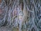Buddha`s head entwined in banyan tree roots.