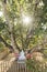 Buddha statue under a holy bodhi tree in Kandy, Sri Lanka