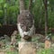 buddha statue in wat umong, travel northern thailand