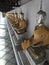 Buddha statues around the temple at Wat Khanon Nang Yai, Ratchaburi