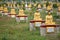 Buddha statues garden, Myanmar