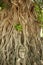 Buddhas head bayan tree roots sukhothai thailand