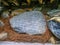 Buddhist mantras in engraved in a colorful stone - Annapurna circuit - Nepal