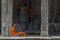 Buddhist monk in Angkor Wat, Cambodia