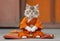 A Buddhist monk cat with typical Tibetan clothes in orange color