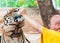 Buddhist monk feeding with milk a Bengal tiger in Thailand