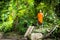 Buddhist monk in rainforest