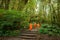 Buddhist monks in misty tropical rain forest