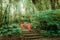 Buddhist monks in misty tropical rain forest.. Thailand