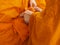 Buddhist novice thailand with yellow robe of buddhist monk