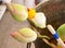 Buddhist Putting Lotuses and Incense Sticks to Buddha