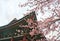 Buddhist temple at Jeju Korea with sakura cherry blossom