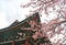 Buddhist temple at Jeju Korea with sakura flowers