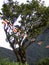 Buddhistic flags at a tree