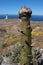 Budding agave century plant minics shape of lighthouse