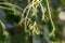 Budding avocado tree, baby fruit on tree, fruit set avocado tree