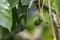 Budding avocado tree, baby fruit on tree, fruit set avocado tree