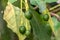 Budding avocado tree, baby fruit on tree, fruit set avocado tree