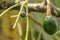 Budding avocado tree, baby fruit on tree, fruit set avocado tree, green leaves