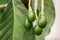 Budding avocado tree, baby fruit on tree, fruit set avocado tree, green leaves