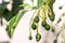 Budding avocado tree, baby fruit on tree, fruit set avocado tree, green leaves