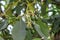 Budding avocado tree, baby fruit on tree, fruit set avocado tree, green leaves