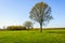 Budding big tree in a large meadow with fresh green grass and ye