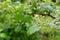 Budding blackberry bush with blurred foliage in the background