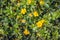 Budding, bloomin and overblown creeping cinquefoil plants from close