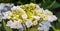 Budding and blooming creamy colored bigleaf hydrangea shrub from close
