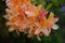 Budding and Blooming Flowering Orange Azaleas in the Spring