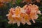 Budding and Blooming Orange Azaleas Flowering in the Spring