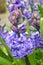 Budding and Blooming Purple Hyacinth Flower